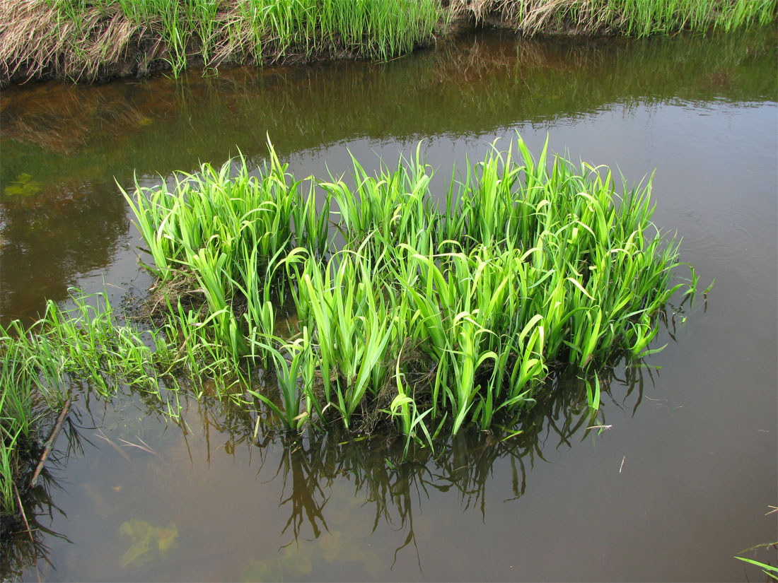 Изображение особи Iris pseudacorus.