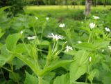 Stellaria nemorum