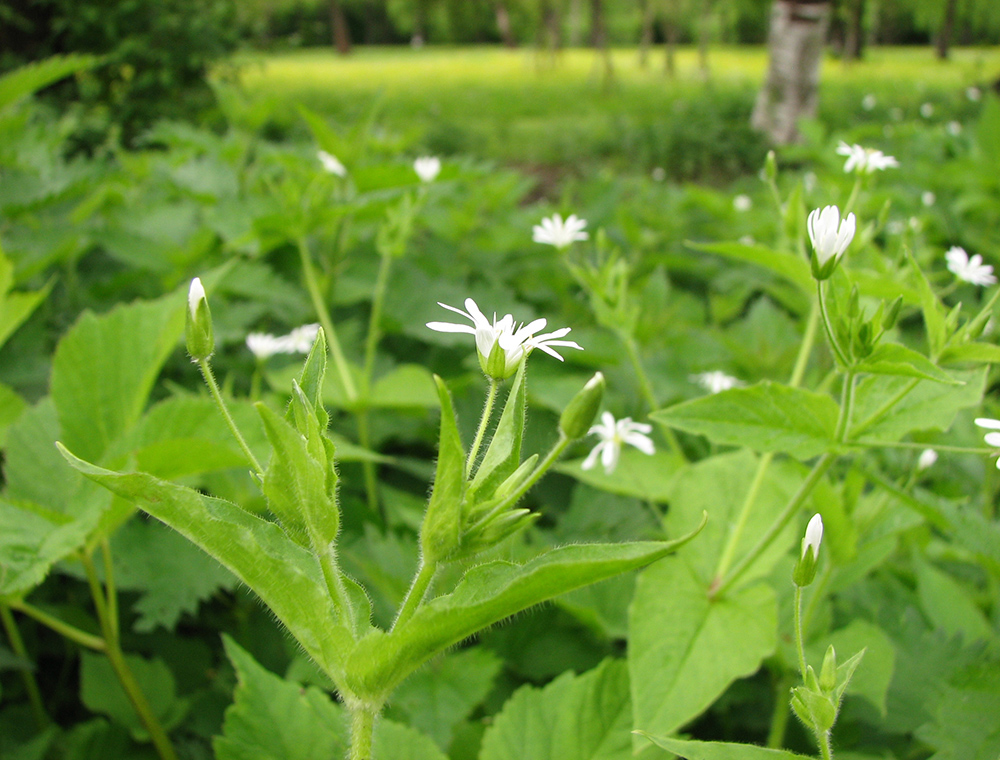 Изображение особи Stellaria nemorum.