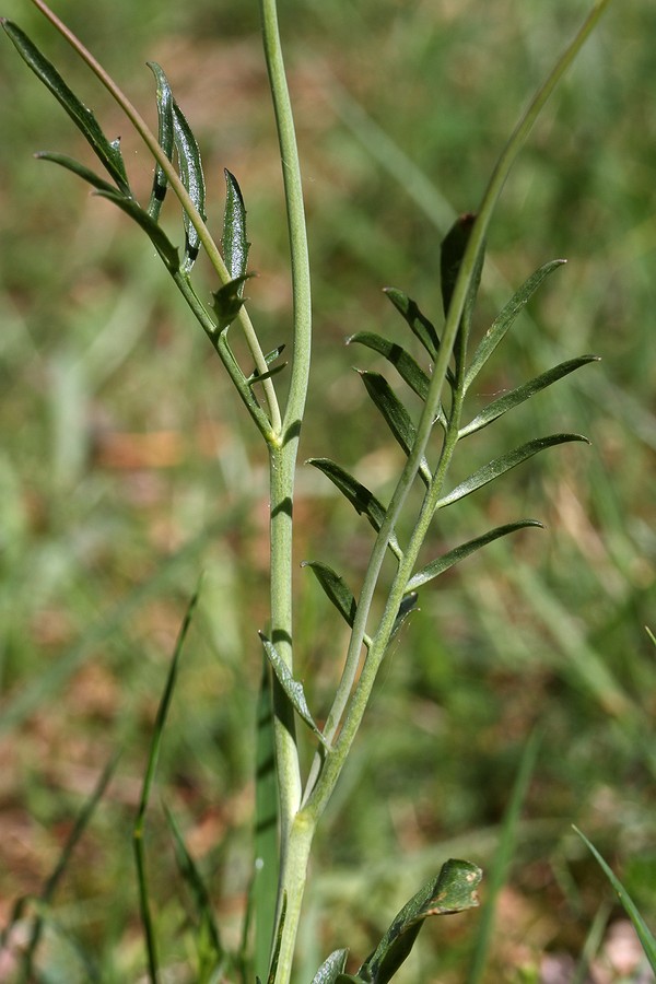 Изображение особи Cardamine pratensis.