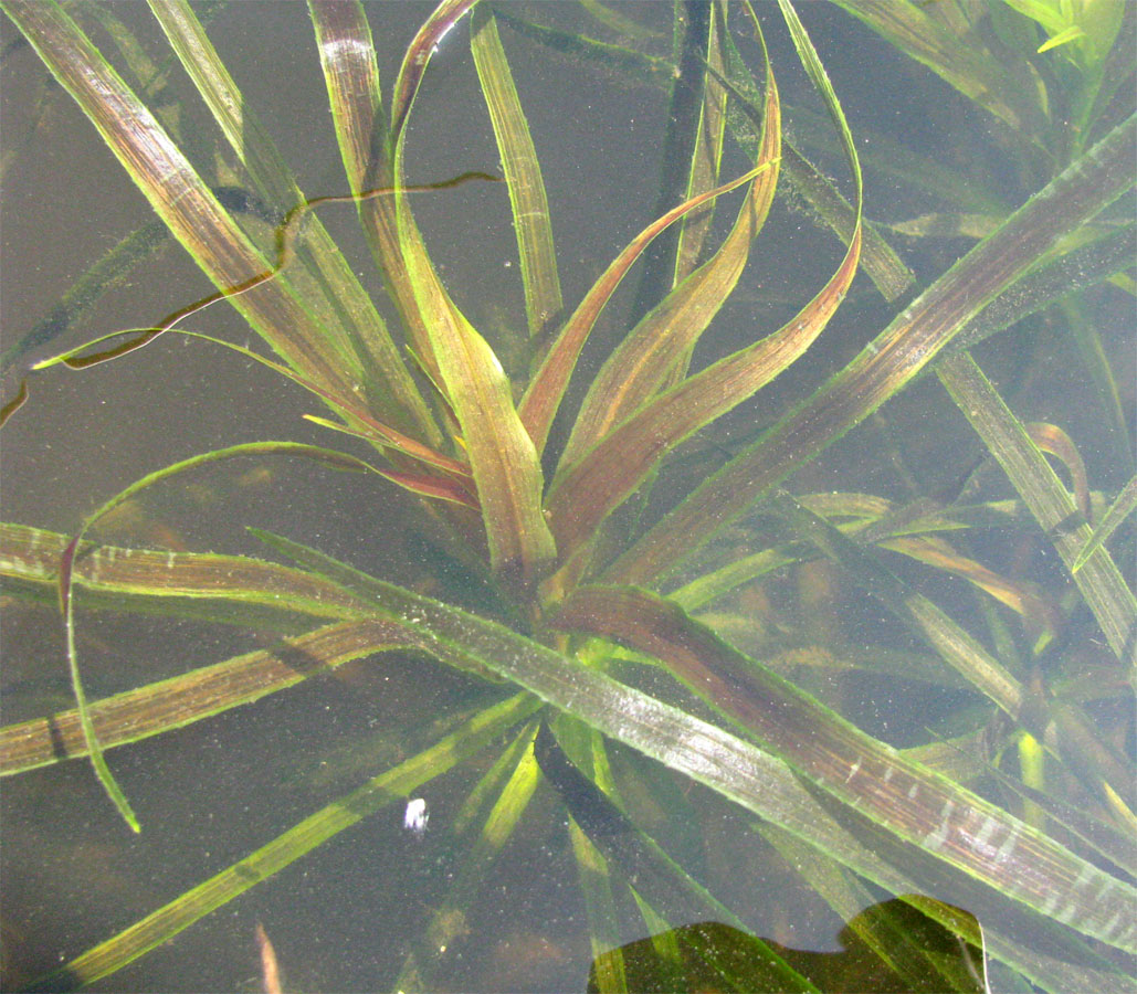 Image of Stratiotes aloides specimen.