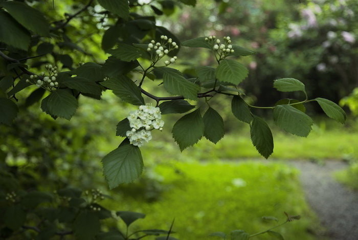 Изображение особи Sorbus alnifolia.