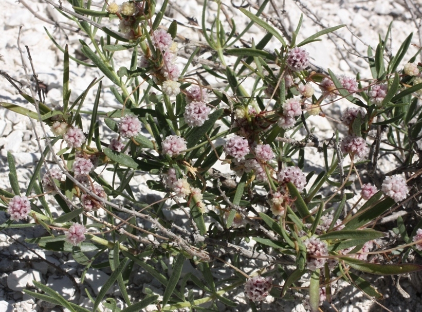 Изображение особи Cuscuta approximata.