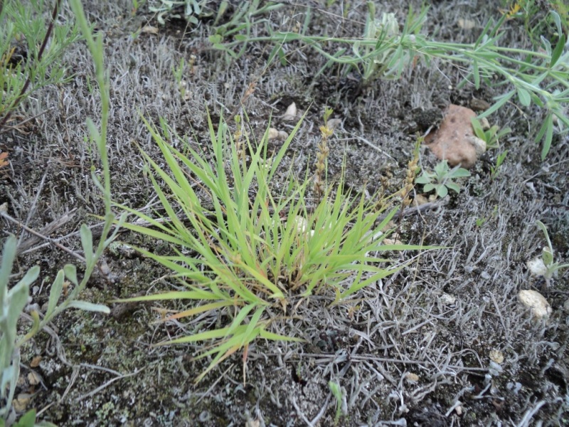 Изображение особи Cleistogenes squarrosa.