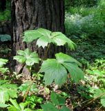 Podophyllum peltatum