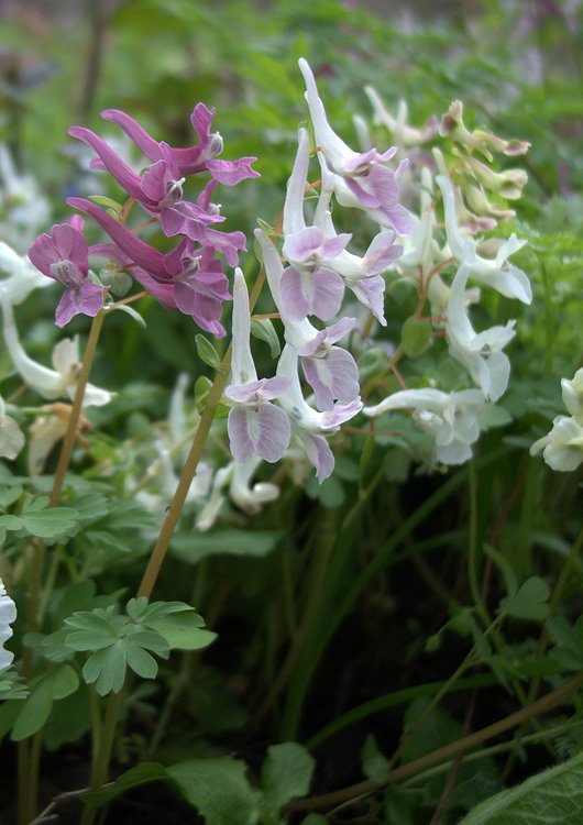 Изображение особи Corydalis caucasica.