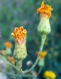 genus Hieracium. Закрытые соцветия-корзинки. Украина, Донецкая обл., Горловка, склон рекультивированного террикона. 6 августа 2011 г.