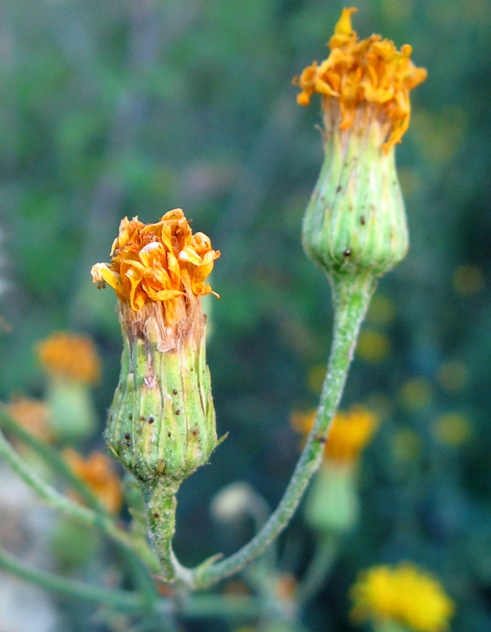 Image of genus Hieracium specimen.