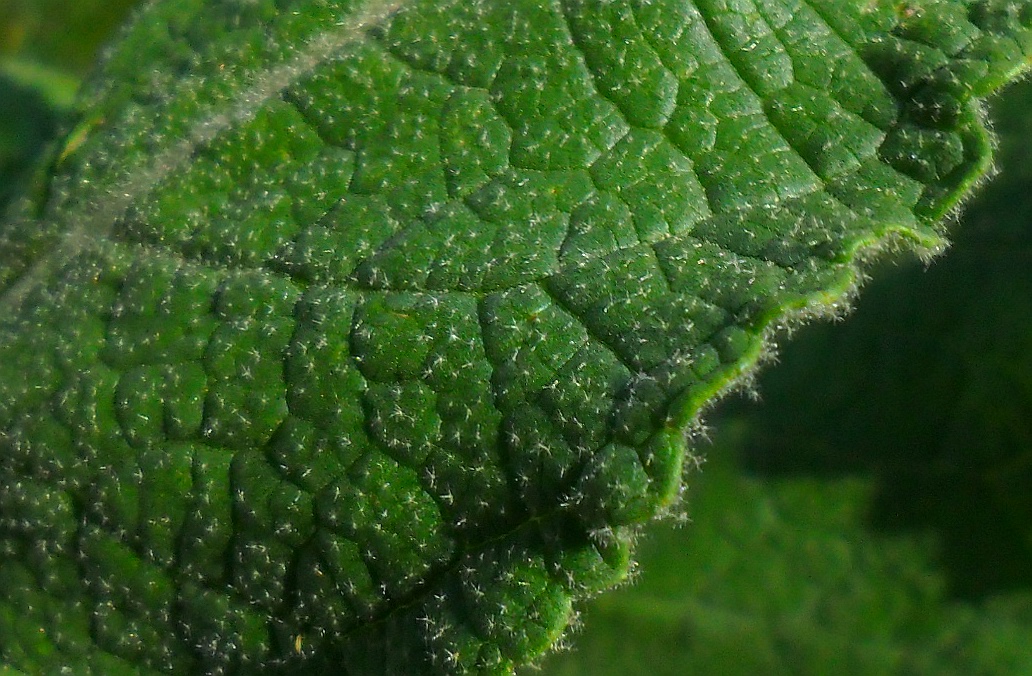 Image of Verbascum ovalifolium specimen.