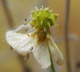 Ranunculus propinquus. Незрелый плод-многоорешек с усыхающими остатками околоцветника. Архангельская обл., юго-восток Пинежского р-на, Сулецкое лесничество, вырубка. 21.08.2011.