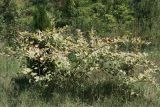 Reynoutria japonica. Цветущий куст. Узбекистан, г. Ташкент, Ботанический сад им. Ф.Н. Русанова. 29.08.2011.