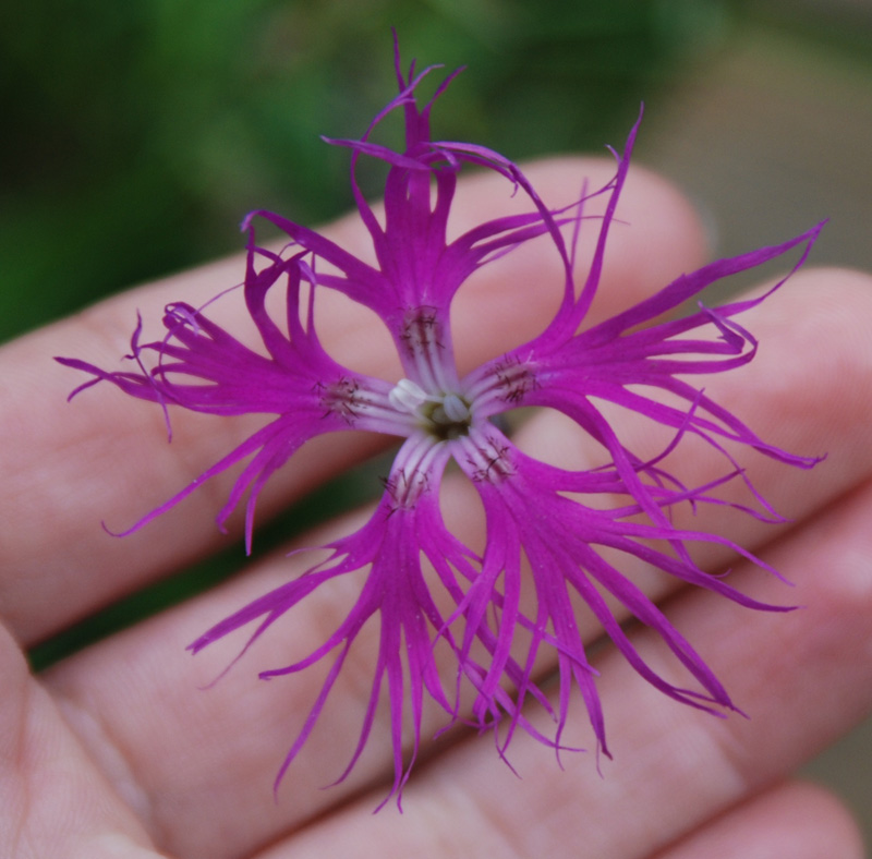 Изображение особи Dianthus superbus.