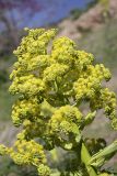 genus Ferula. Верхушка цветущего растения. Таджикистан, восточные склоны гор Санглак, 1300 м. н.у.м. 24.04.2011.