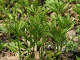 Mercurialis perennis