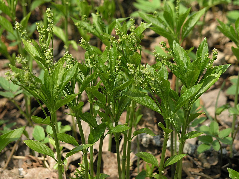 Изображение особи Mercurialis perennis.