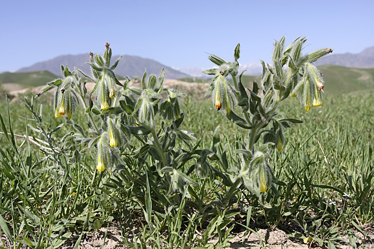 Image of Onosma dichroantha specimen.