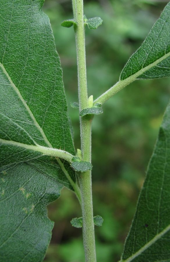 Image of genus Salix specimen.