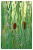 Typha laxmannii