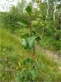 род Betula. Верхняя часть веточки. Полярный Урал, долина Труба-Ю, вездеходная колея. 30.07.2011.