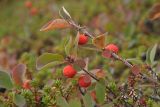Cotoneaster cinnabarinus. Веточки с плодами. Мурманская обл., окр. пос. Тетрино, берег Белого моря, тундровая зона. 26.08.2010.