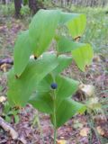 Polygonatum odoratum