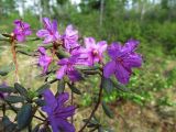 Rhododendron parvifolium