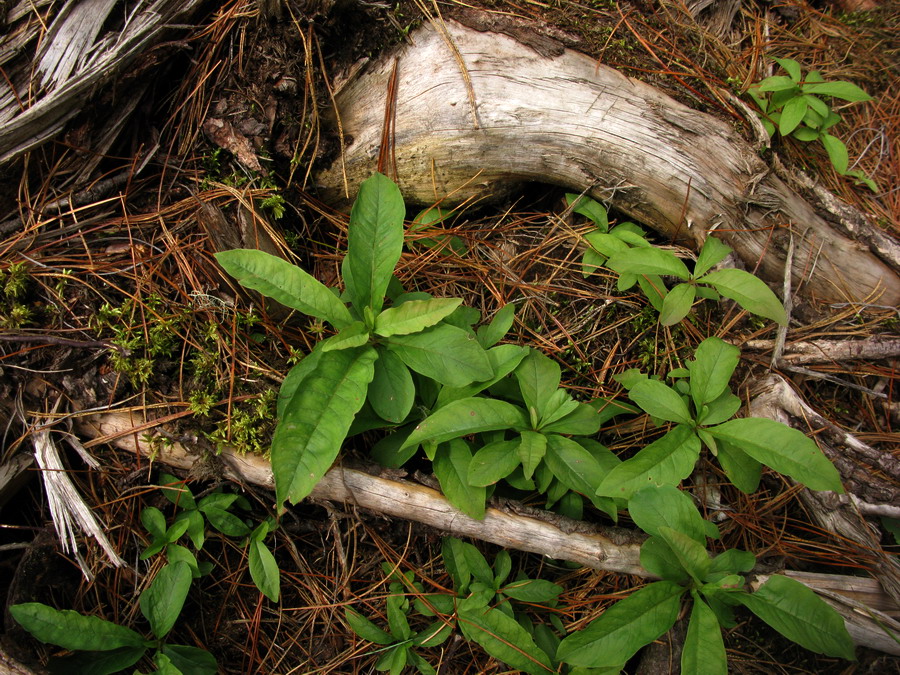 Image of Trientalis arctica specimen.