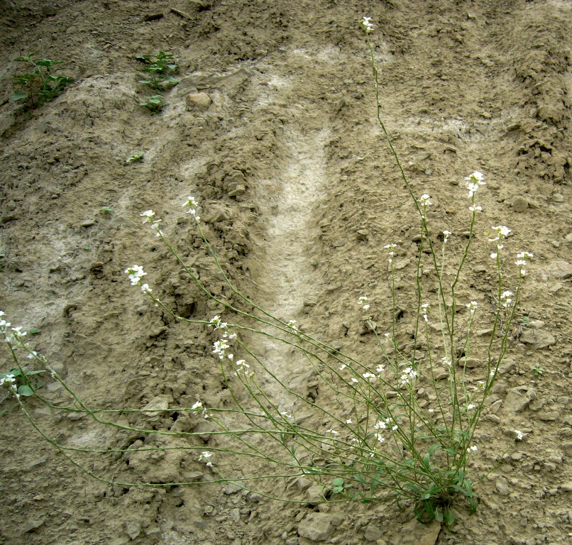 Image of Neotorularia dentata specimen.