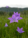 Campanula altaica