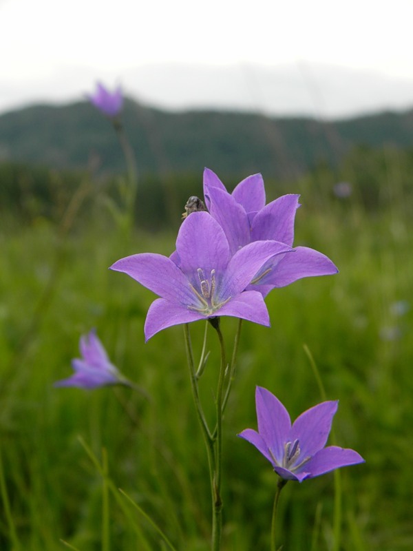 Изображение особи Campanula altaica.