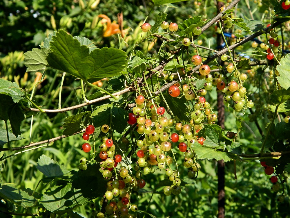 Изображение особи Ribes rubrum.