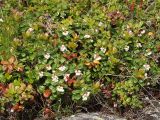 Vaccinium vitis-idaea