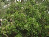 Quercus coccifera