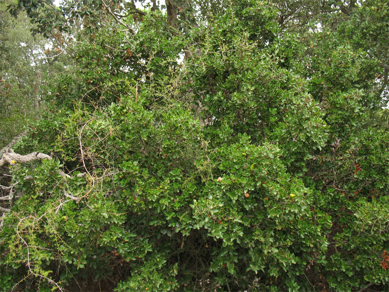 Изображение особи Quercus coccifera.