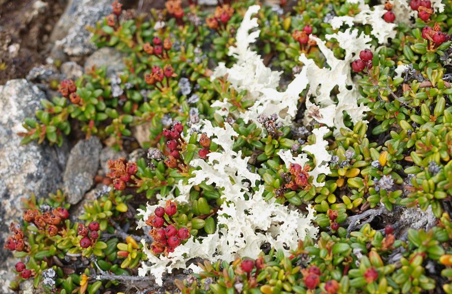 Изображение особи Loiseleuria procumbens.