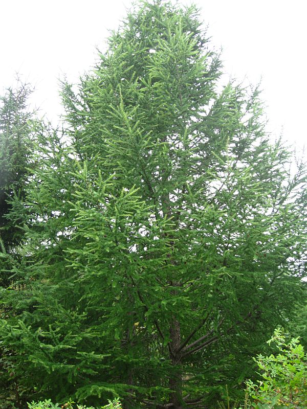 Image of Larix kaempferi specimen.