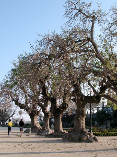 Изображение особи Phytolacca dioica.