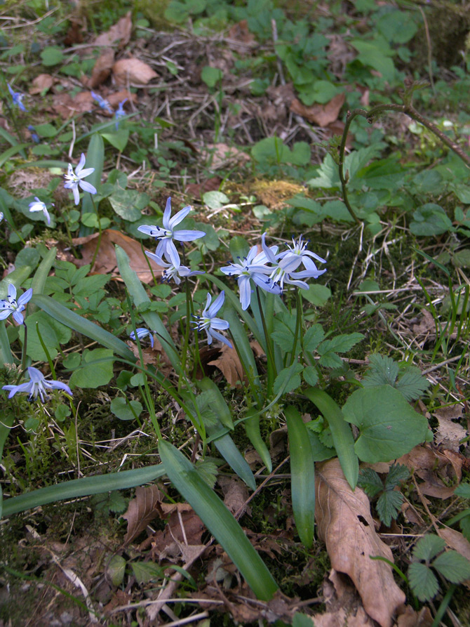 Image of Scilla monanthos specimen.
