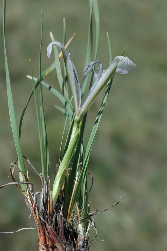 Image of Iris loczyi specimen.