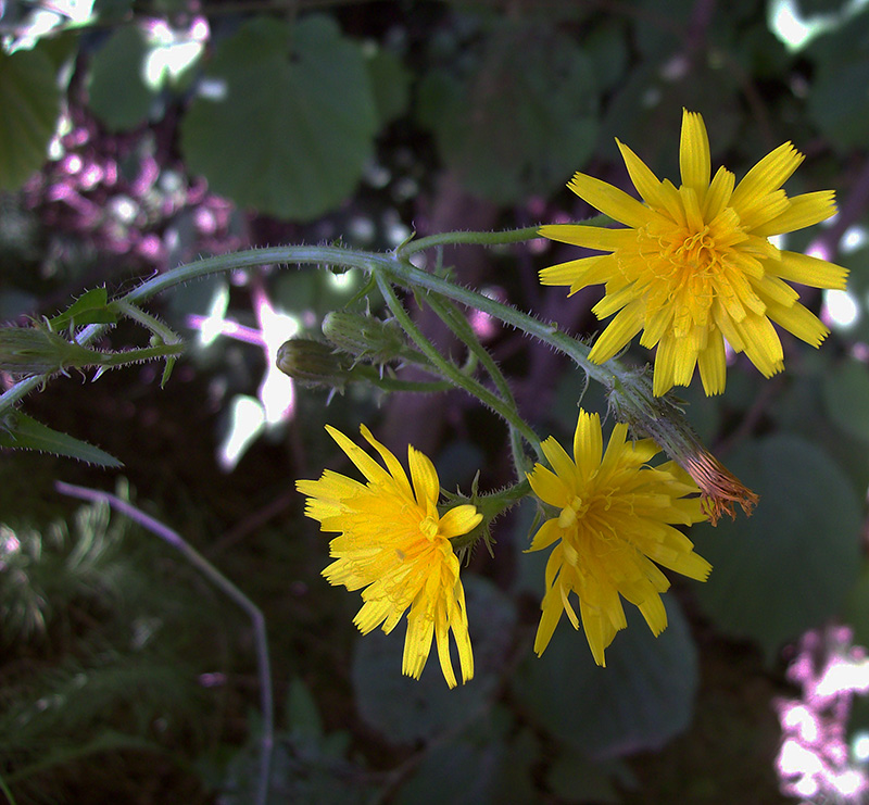 Image of Picris hieracioides specimen.