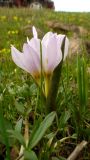 Colchicum szovitsii