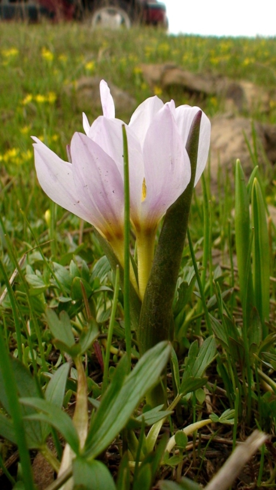 Image of Colchicum szovitsii specimen.