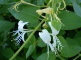 Lonicera japonica