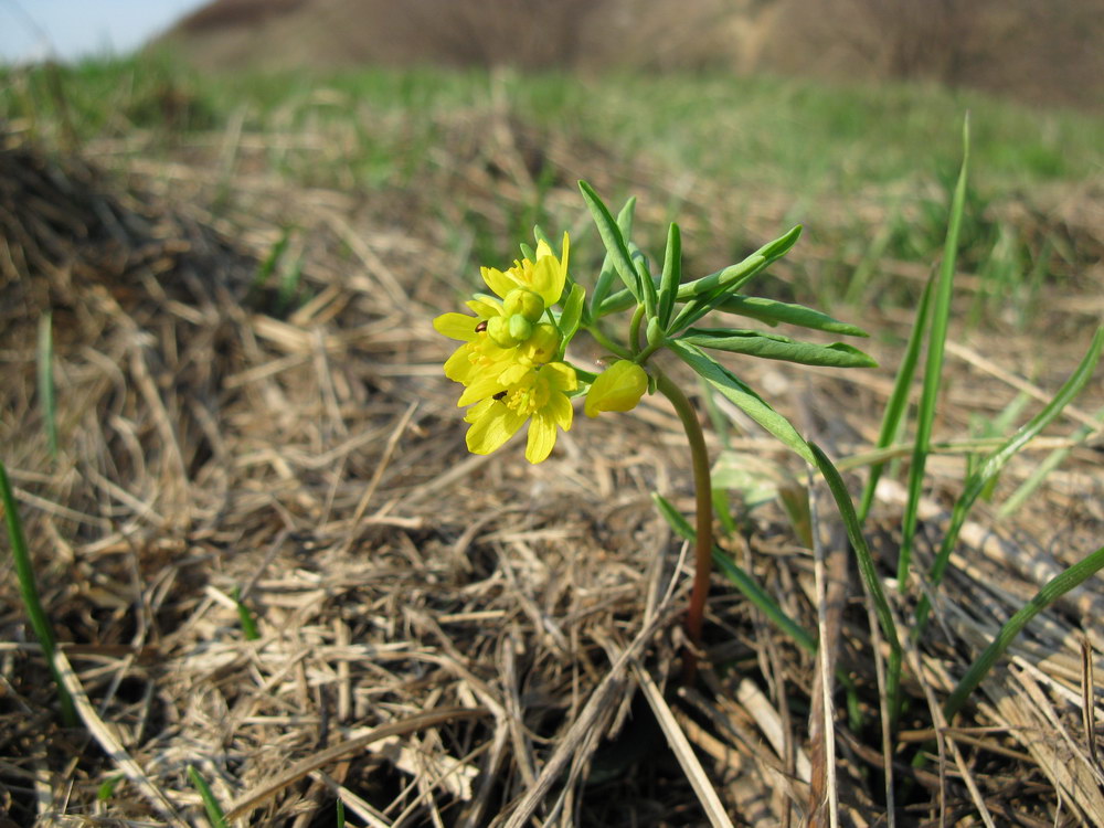 Изображение особи Gymnospermium odessanum.