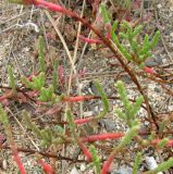 Salicornia perennans. Побеги цветущего растения. Зап. Крым, г. Саки, берег оз. Сакское в р-не санатория \"Полтава\". 31.08.2011.