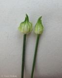 Allium scorodoprasum