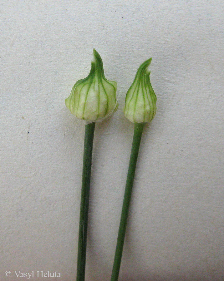 Image of Allium scorodoprasum specimen.