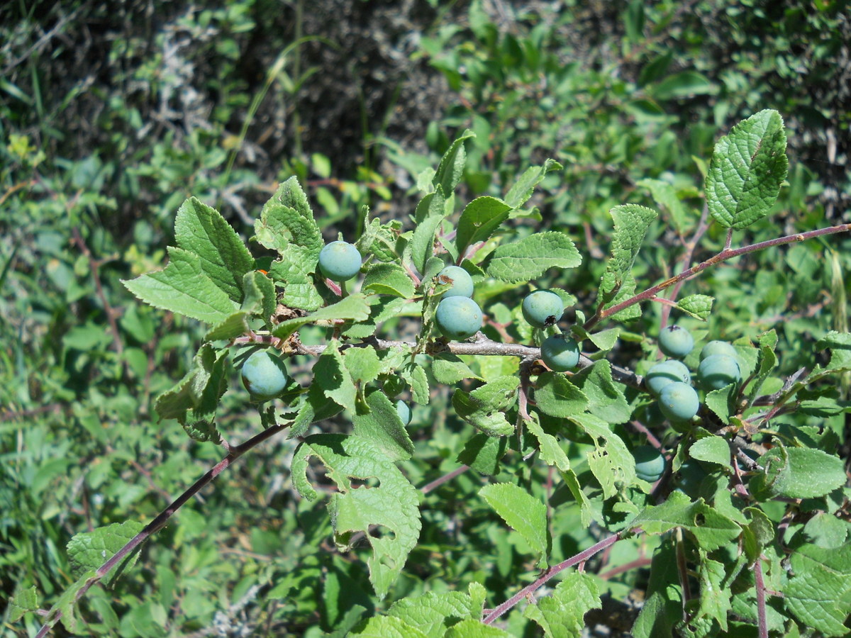 Изображение особи Prunus stepposa.