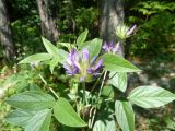 Psoralea bituminosa подвид pontica