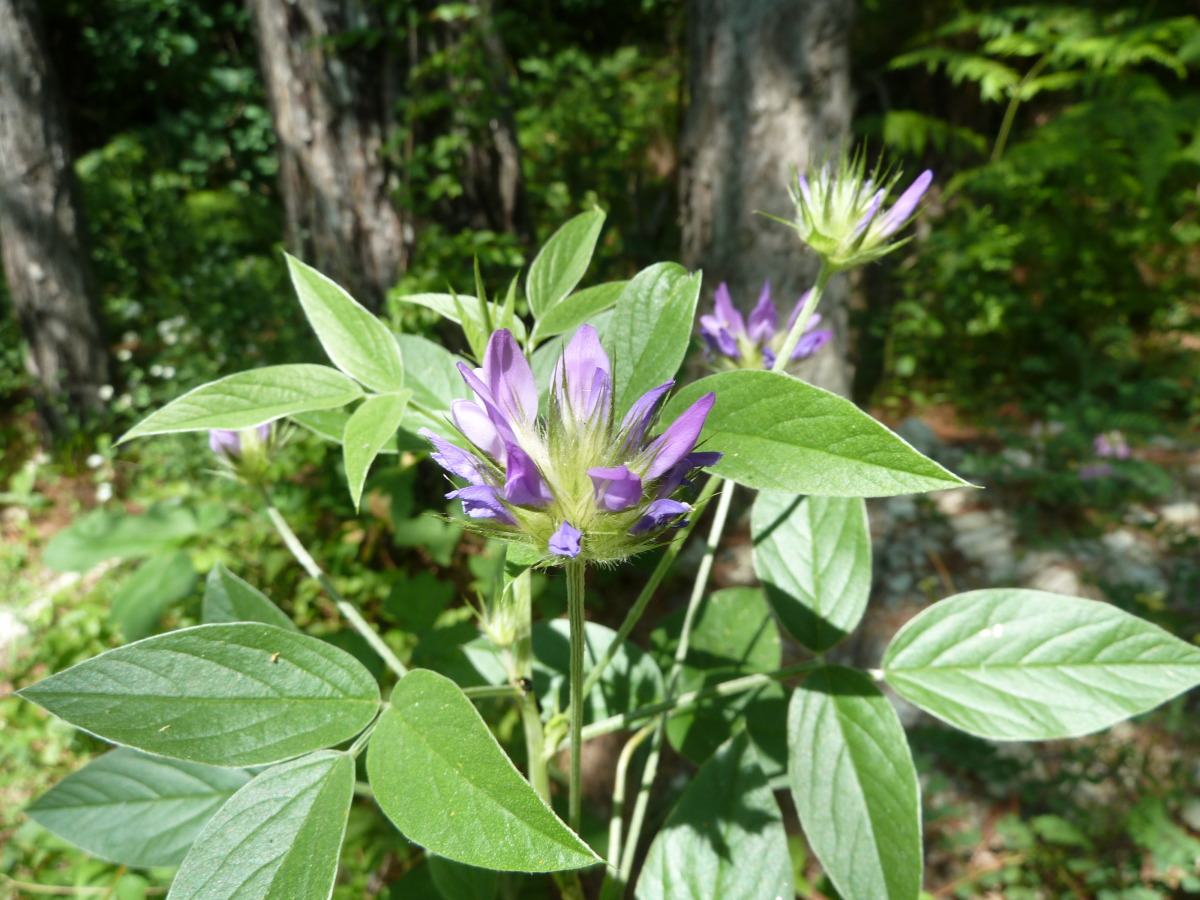 Image of Psoralea bituminosa ssp. pontica specimen.